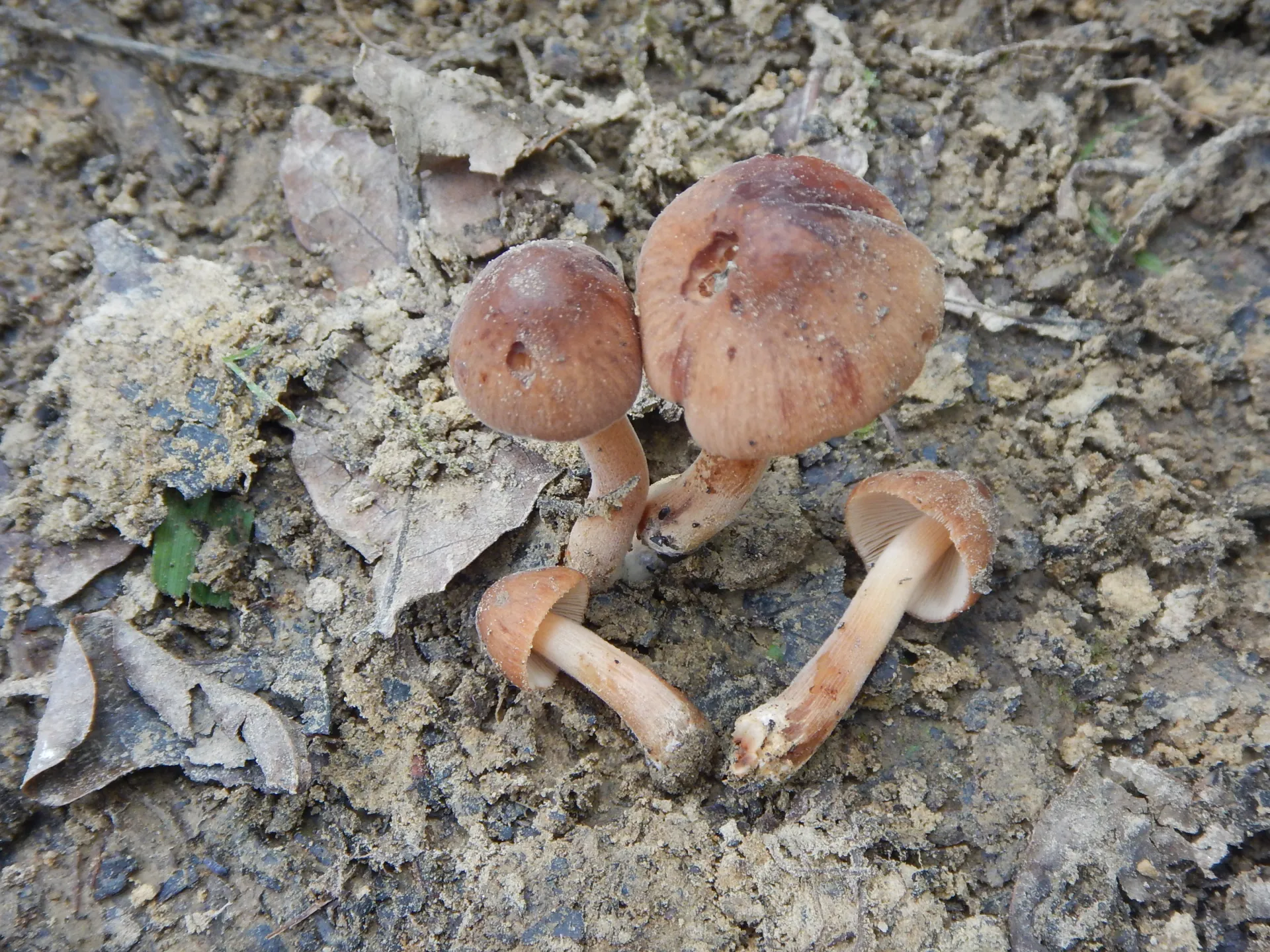 Conocybe mesospora,22-06-29 (1)
